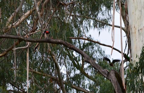 A pair of King parrots : r/AustralianBirds