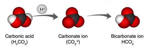 Simulations And Videos For Lesson 6 10 Carbon Dioxide Can Make A Solution Acidic American