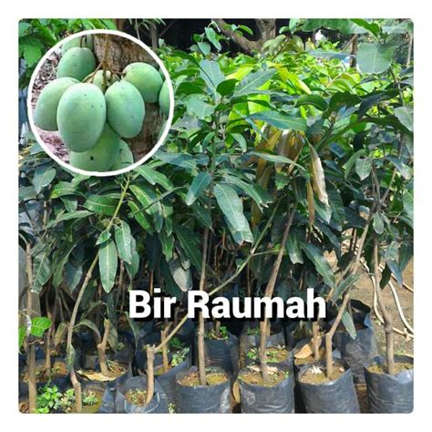 Jual Bibit Pohon Mangga Madu Shopee Indonesia