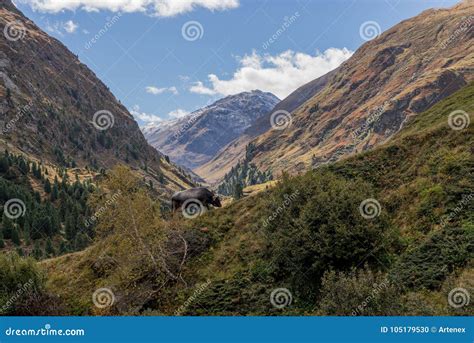 Tyrol Grey Or Tyrolean Grey Alpine Cattle Milk Cows On Pasture