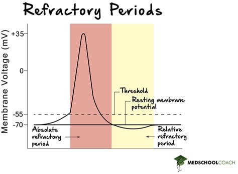 Action Potentials Refractory Period And Summation Mcat Biology