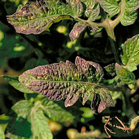 Deficiencias Nutricionales En El Tomate