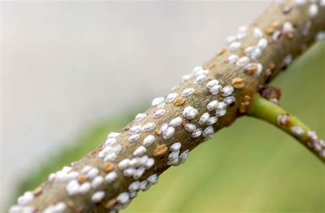 White Bugs On Plants Here’s How To Get Rid Of Them Hort Zone