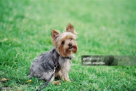 Cute Dog Sitting In Grass High Res Stock Photo Getty Images