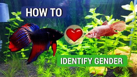 Top 7 Ways Of Identifying The Gender Of Betta Fish Youtube