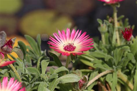 Piante grasse con fiori da esterno le varietà migliori da scegliere