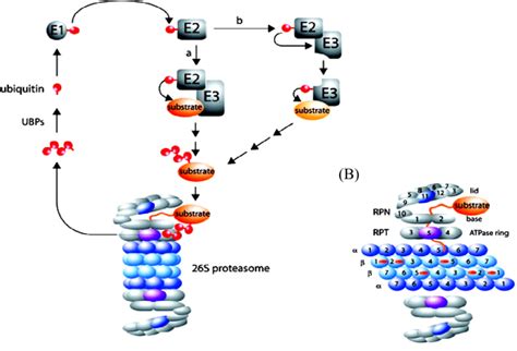 4 A The Ubiquitin Proteasome Pathway Schematic A Attachment Of