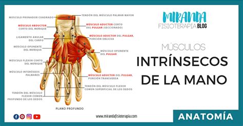 Músculos intrínsecos de la mano