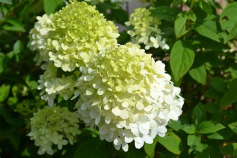 White Hydrangea Flower Green Thumb Advice