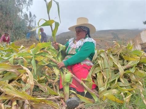 Áncash agricultores cosechan semilla de maíz choclo para garantizar