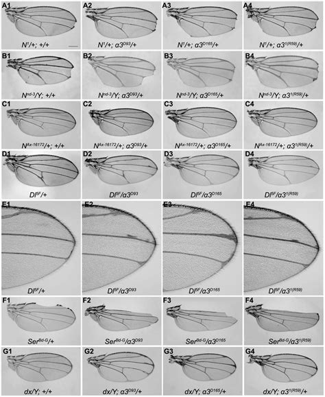 Genetic Interactions Of Imp A3 With Notch Pathway Components A1G4