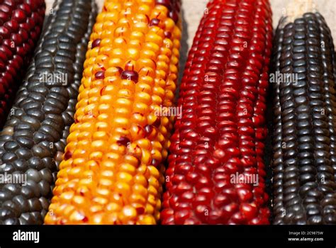 Multi Color Dried Corn Agriculture Product From Guatemala Zea Mays