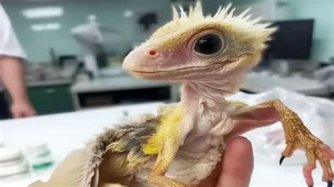 CHINESE SCIENTISTS CLONE DRAGONS Real Or Fake YouTube