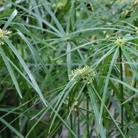 Cyperus Alternifolius Pond Plant Summer Flowering Arboretum