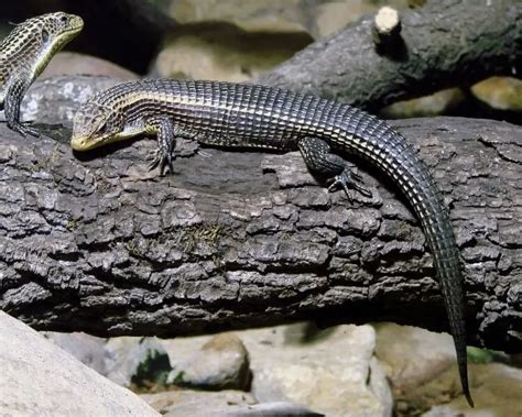 Sudan plated lizard - Facts, Diet, Habitat & Pictures on Animalia.bio