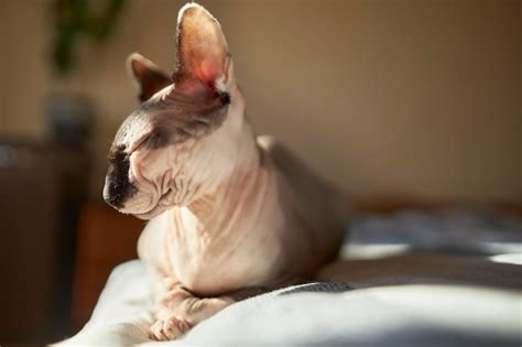 Premium Photo The Cute Bald Sphynx Is Sitting On The Bed On A Sunny