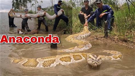 Cuộc Chiến King Hoàng Với Loài Trăn Anaconda Khổng Lồ 200kg Khôi Tv