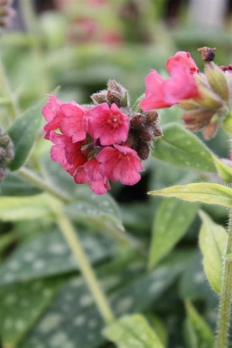 Pulmonaria Raspberry Splash Shade Perennials Fairy Garden Plants