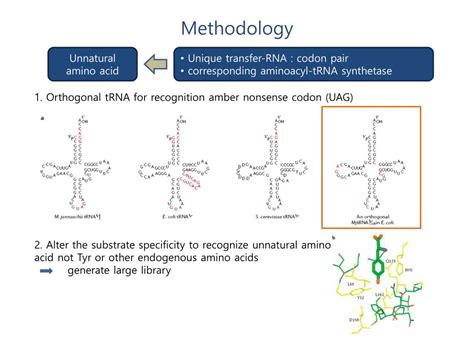 PPT - Expanding Genetic Code (Peter Schultz) PowerPoint Presentation ... 