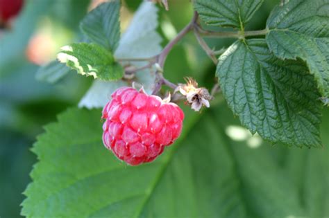 Himbeeren Hofreiter Beeren Selberpfl Cken M Nchen Beerencaf