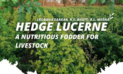 Hedge Lucerne A Nutritious Fodder For Livestock Sr Publications