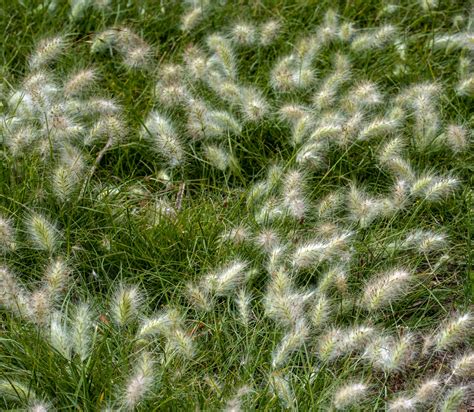 Grass And Weeds Free Stock Photo - Public Domain Pictures