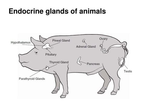 Ppt Endocrine System Powerpoint Presentation Free Download Id2133653