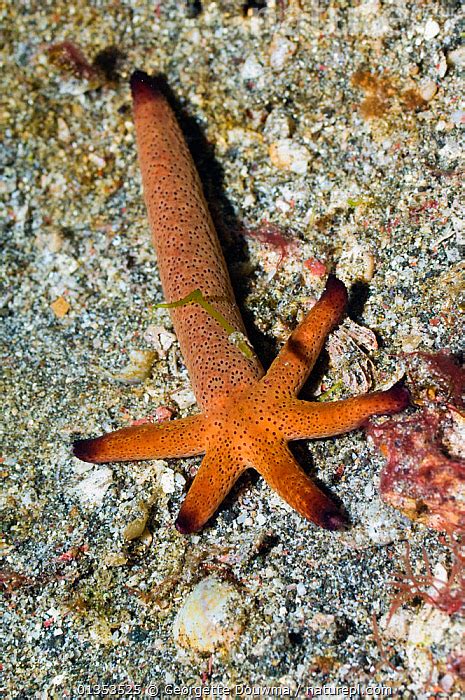 Starfish Reproduction