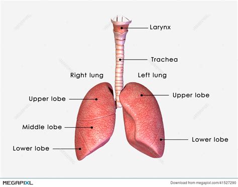 Lungs clipart labeled, Picture #2931382 lungs clipart labeled