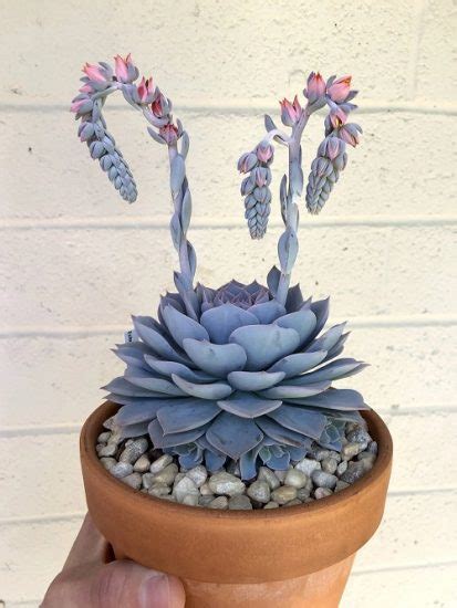 Best Flowering Succulents To Grow Indoors And Outdoors