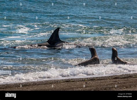 Killer Whale Hunting Sea Lions Patagonia Argentina Stock Photo Alamy