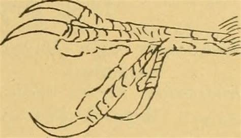 Image from page 106 of Vögel der paläarktischen Fauna Flickr