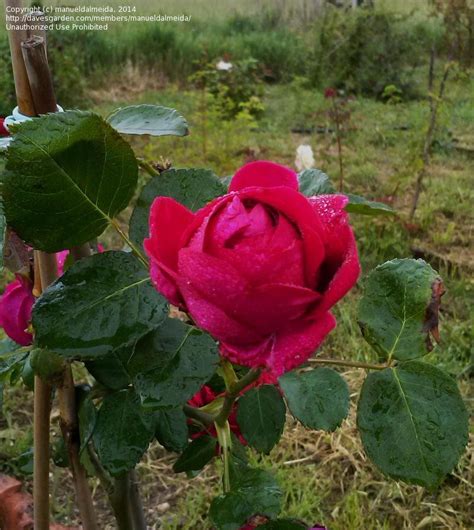 Plantfiles Pictures Large Flowered Climbing Rose Romantica Rose Red