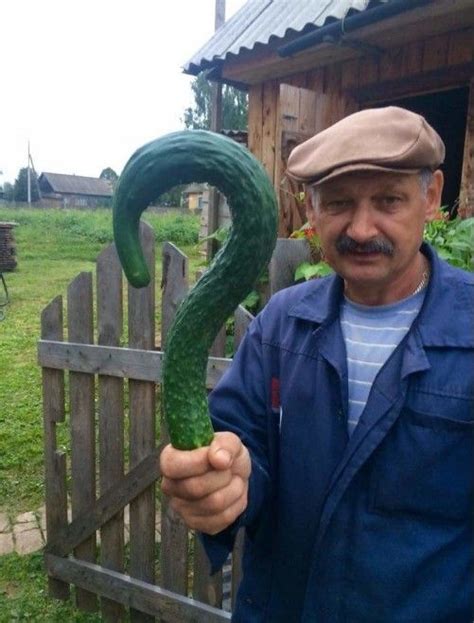 У соседа вырос вопросительный огурчик! | Memes, Funny photoshop, Funny ...