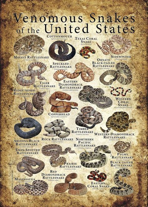 Venomous Snakes Of The United States Poster Print Etsy Types Of