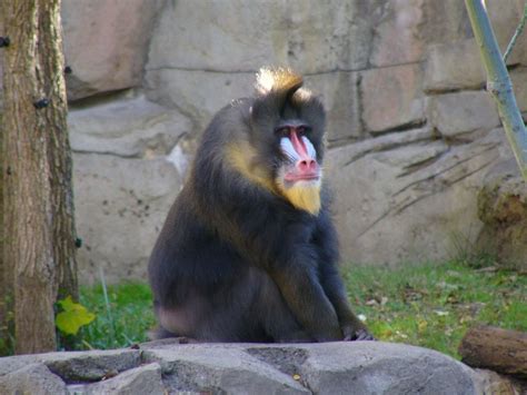 The Online Zoo - Mandrill