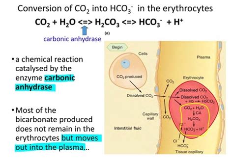 Oxygen Carbon Dioxide Transport Flashcards Quizlet