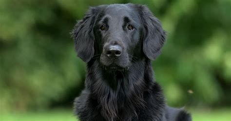 The Truth About Black Golden Retrievers (According To Science)