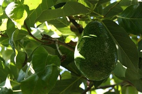 Pianta Di Avocado Coltivazione A Partire Dal Seme GreenStyle