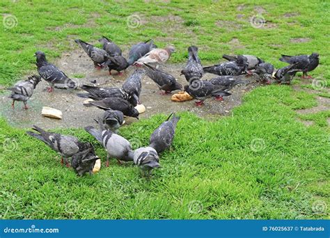 Pigeons Feeding Stock Image Image Of Doves Birds Feeding 76025637