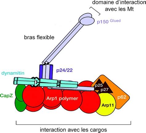 Structure Du Complexe De La Dynactine La Dynactine Est Compos E De Deux