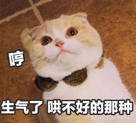 被猫抓破了怎么办（被猫“抓伤”后怎么解决？做好这几步，无须担心） 说明书网