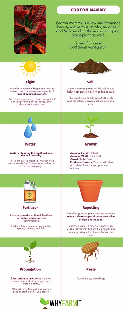 Mammy Croton: How To Make Codiaeum Variegatum Thrive