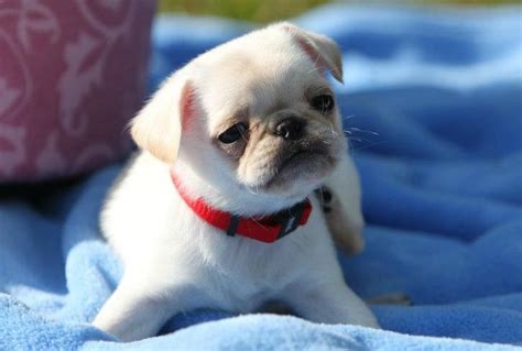 Cute White Pug Puppy Baby Animals Cute Animals Animal Babies White