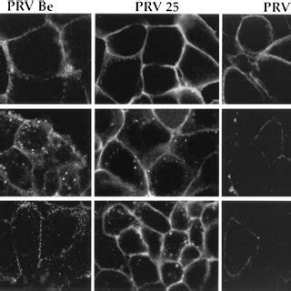 Endocytosis Of Ge Is Not Antibody Dependent Pk Cells Were In Fected