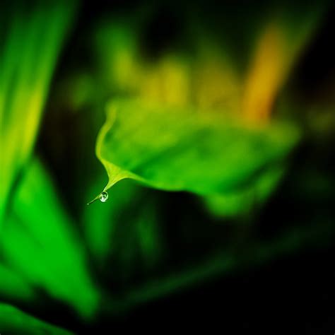 Morning Dew 5 28 2020 Timmerman Trail Cayce SC Nikon D Flickr