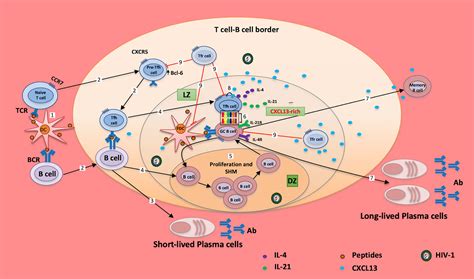 Frontiers The Role Of Cxcl13 In Antibody Responses To Hiv 1 Infection