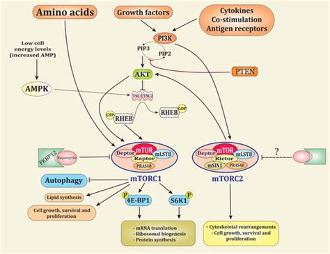 The Emerging Role Of MicroRNA In Regulating The MTOR Signaling Pathway