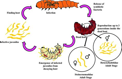 5 Mode Of Parasitism Of Entomopathogenic Nematodes Against Lepidopteran