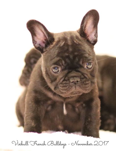 puppies vixbull french bulldogs louisiana